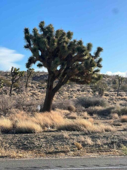 شقة Joshua Tree National Park - Cozy Palms Getaway تونتي ناين بالمز المظهر الخارجي الصورة